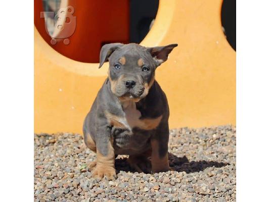 Pitbull